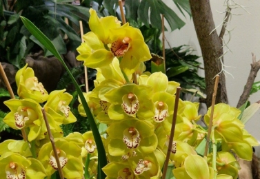 Výstava orchidejí – Jihočeské muzeum